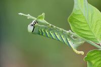 Acherontia atropos