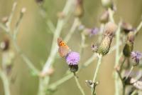 Lycaena phlaeas
