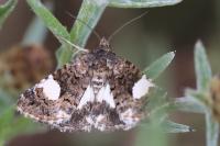 Tyta luctuosa