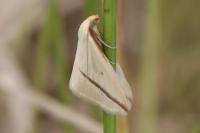 Rhodometra sacraria