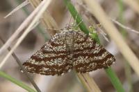 Ematurga atomaria