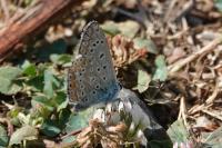 Polyommatus icarus