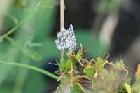 Chiasmia clathrata