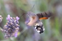 Macroglossum stellatarum