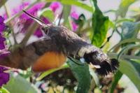 Macroglossum stellatarum