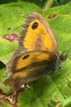 Pyronia tithonus