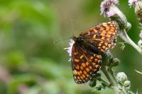 Melitaea athalia