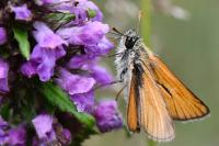 Thymelicus sylvestris