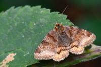 Euclidia glyphica