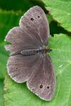 Aphantopus hyperantus