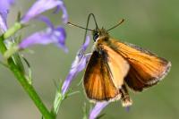 Thymelicus sylvestris
