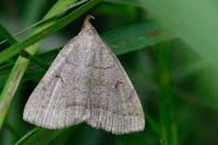 Zanclognatha lunalis