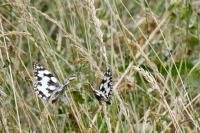 Melanargia galathea