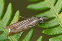 Chrysoteuchia culmella