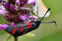 Zygaena filipendulae