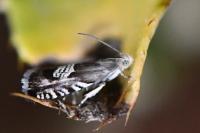 Grapholita compositella