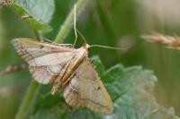 Endotricha flammealis