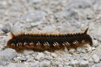 Euthrix potatoria