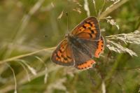 Lycaena phlaeas