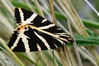 Euplagia quadripunctaria