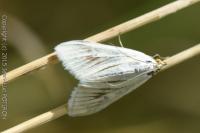 Sitochroa palealis