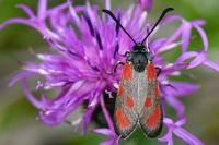 Zygaena loti