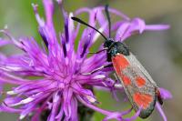 Zygaena loti