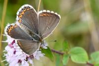 Lysandra bellargus