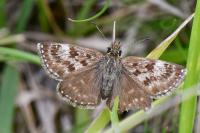Erynnis tages
