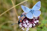 Lysandra bellargus