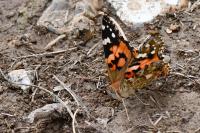 Vanessa cardui