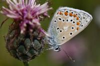 Polyommatus icarus