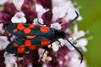 Zygaena transalpina