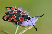 Zygaena carniolica