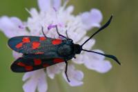 Zygaena transalpina