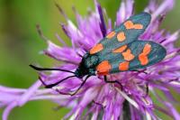 Zygaena transalpina