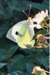 Pieris brassicae