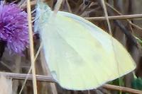 Pieris rapae