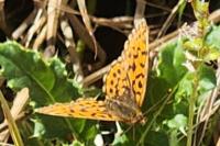 Boloria dia