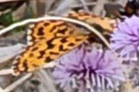 Boloria dia