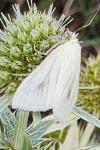 Sitochroa palealis
