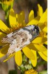 Acontia lucida