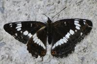 Limenitis camilla