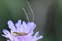 Nemophora metallica