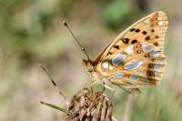 Issoria lathonia