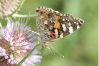 Vanessa cardui