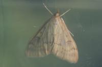 Ostrinia nubilalis