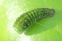 Iphiclides podalirius