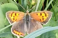 Lycaena phlaeas