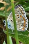 Polyommatus icarus